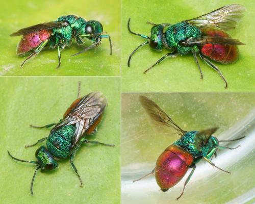 Holopyga sp.